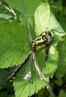 Gomphus_pulchellus_-_Westliche_Keiljungfer_jung_01.jpg