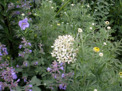 GP_Allium_nigrum_2011ea.jpg