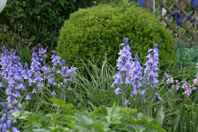 Garteneinblicke0809a.jpg