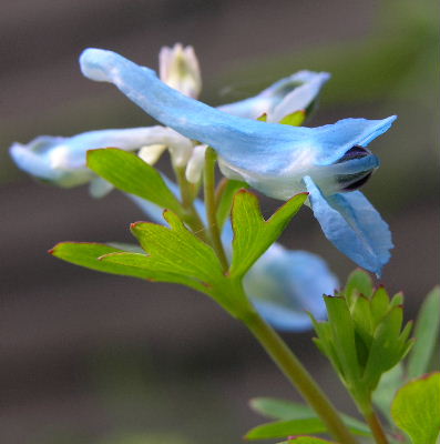 Corydalis_cashmeriana.JPG