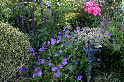 Geranium0407a.jpg