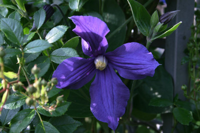 Cl.int.Durandi1311.jpg