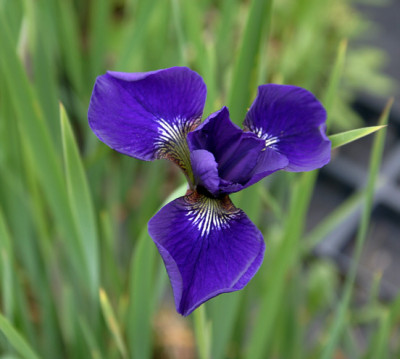 Iris_sib.0109a.jpg