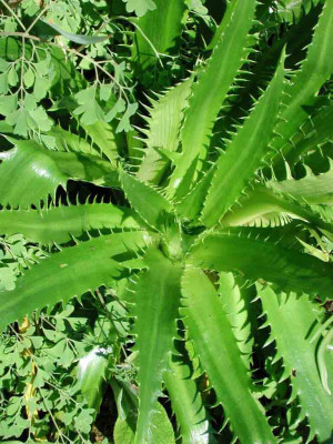 Eryngium_agavifolium.jpg