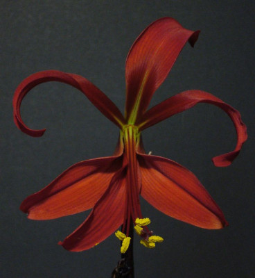 Sprekelia_A_900x900_80KB.jpg