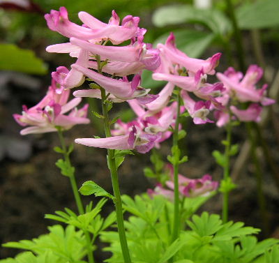 Corydalis_buschii.JPG
