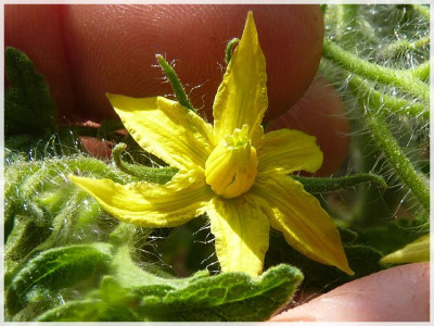 Nectarine_Flower1.JPG