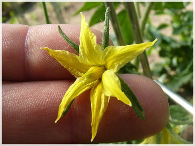 Wisconsin_55_Flower.JPG
