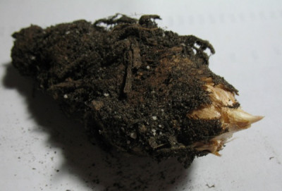 Tyohonium_giganteum_Knolle.jpg