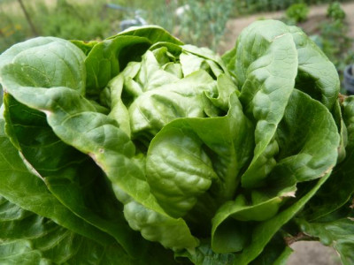 salat_aurikel.jpg