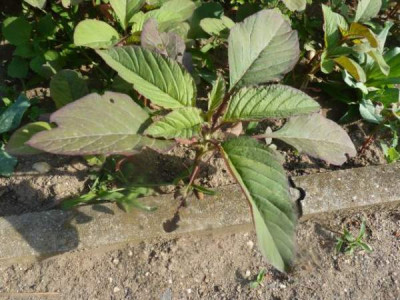 amaranth___2.jpg