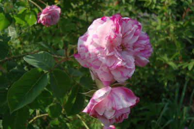 centifolia-variegata_2011_zg.jpg