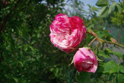 centifolia-variegata_2011_zg2.jpg