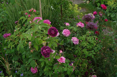 rosen_20110606_zg.jpg