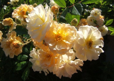 GdF_5-6-11_morgens.JPG