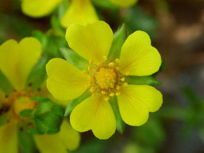 Potentilla_neumanniana.jpg