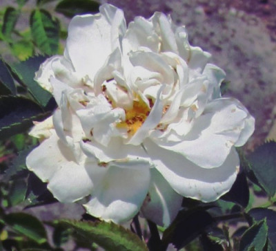 alba_weidenbach_bl.JPG