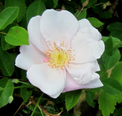 arvensis-splendens_bl.JPG