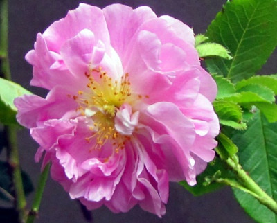 celsiana_bl.JPG