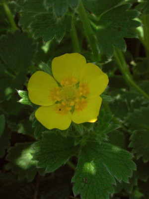 Potentilla_fragiformis_ssp._megalantha.jpg