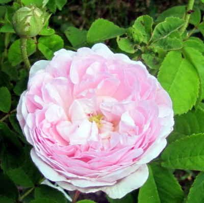 duchesse_de_montebello_bl.JPG