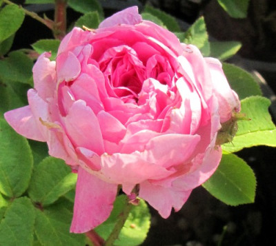 gaspard-monge_bl_a.JPG