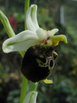 Ophrys_fuciflora_heller.jpg