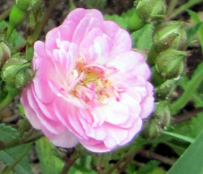 gloire_de_polyanthes_bl_kn.JPG