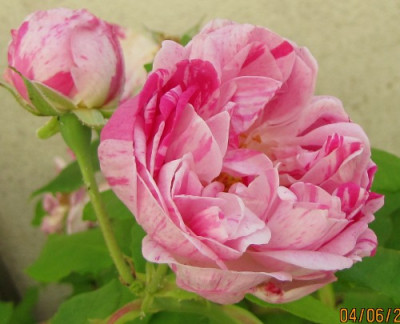 honorine_de_brabant_bl_kn.JPG