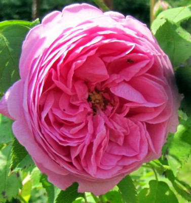 louise_odier_bl.JPG