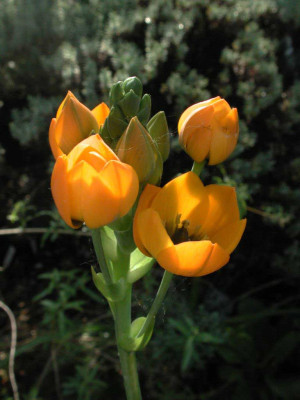 Ornithogalum_dubium.jpg