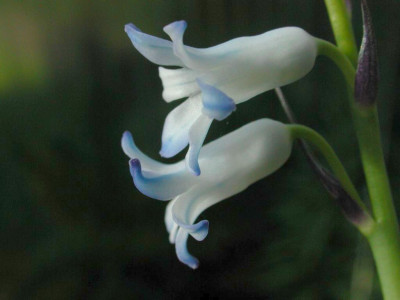 Hyacinthus_tabrizianus.jpg