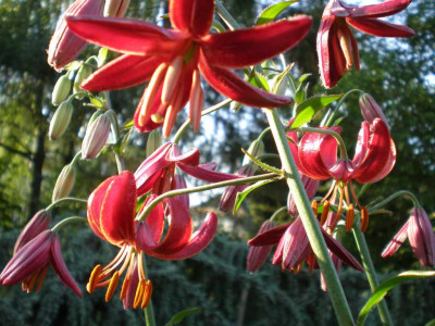 GP_Lilium_Claude_Shride_2011ea.jpg