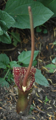 B6232a_Large.jpg