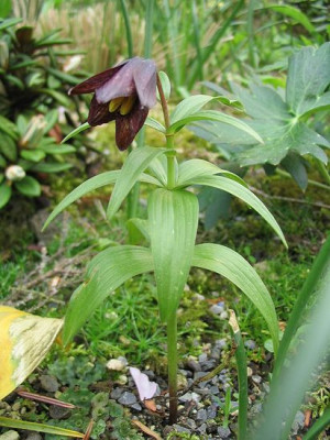 Fritillaria_camchatcensis_Hortu.jpg