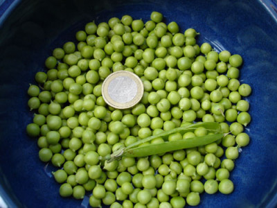 wintererbsen6.11.jpg