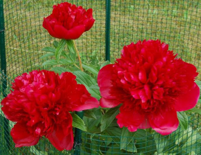 Paeonia_Red_Charm_kl.jpg