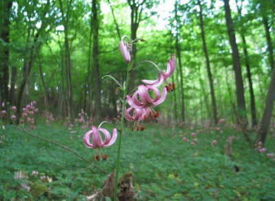martagon-wald.jpg