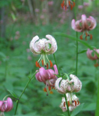 martagon-rosa-wei.jpg