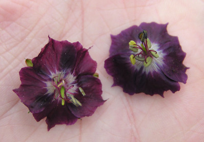 geranium_phaeum_vergleich.jpg