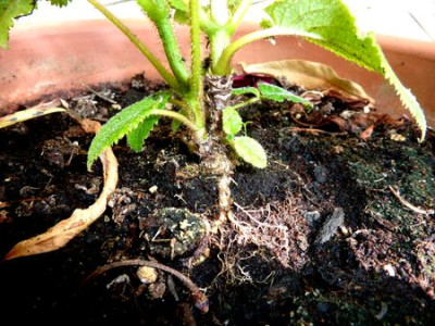Hydrangea_aspera_Gruppe_4_fars_2011.jpg