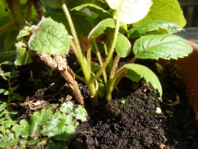 Hydrangea_aspera_Gruppe_5_fars_2011.jpg
