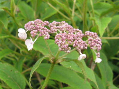 Hydrangea_robusta_800x600.jpg