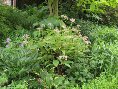 Hydrangea_robusta_Gartensituation_800x600.jpg