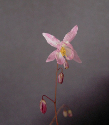 Epimedium_diphyllum_roseum_Blute1.jpg