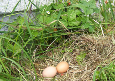 Outdoor-Nest.JPG