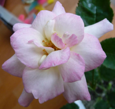 AzubisXBernstein3_05.JPG