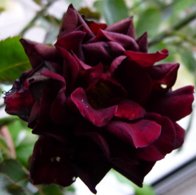 BurgundyVelvet_0611_02.JPG