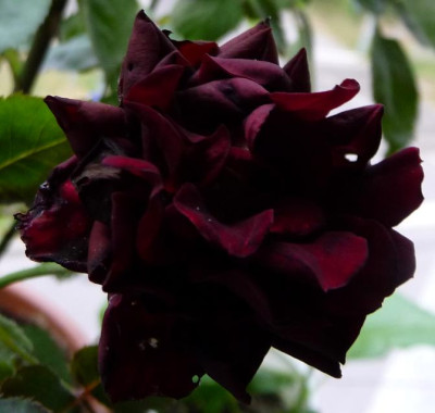 BurgundyVelvet_0611_01.JPG