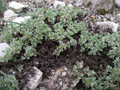 Potentilla_nitida__Sonne__2005-05-03.JPG